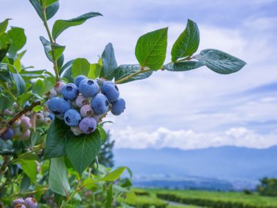 Half High Blueberry Bushes Full Of Berries