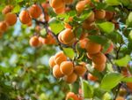 Apricot Tree Full Of Fruit