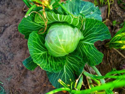 A Leafy Green Cabbage Plant