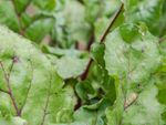 Leaf Spots In Cruciferous Vegetables