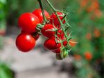 Small Red Currant Tomatoes