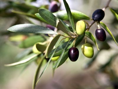 Close Up Of An Olive Tree Branch