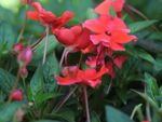Red Impatiens Flowering Plants
