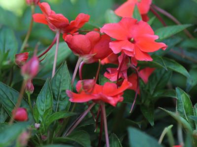 Red Impatiens Flowering Plants