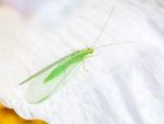 A Green Lacewing Insect