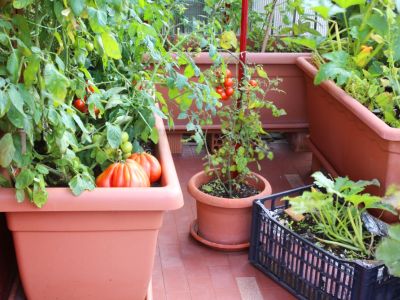 Container Vegetable Gardens