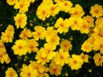 Yellow Perennial Flowers