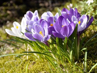 White And Purple Crocus Flowers In The Garden
