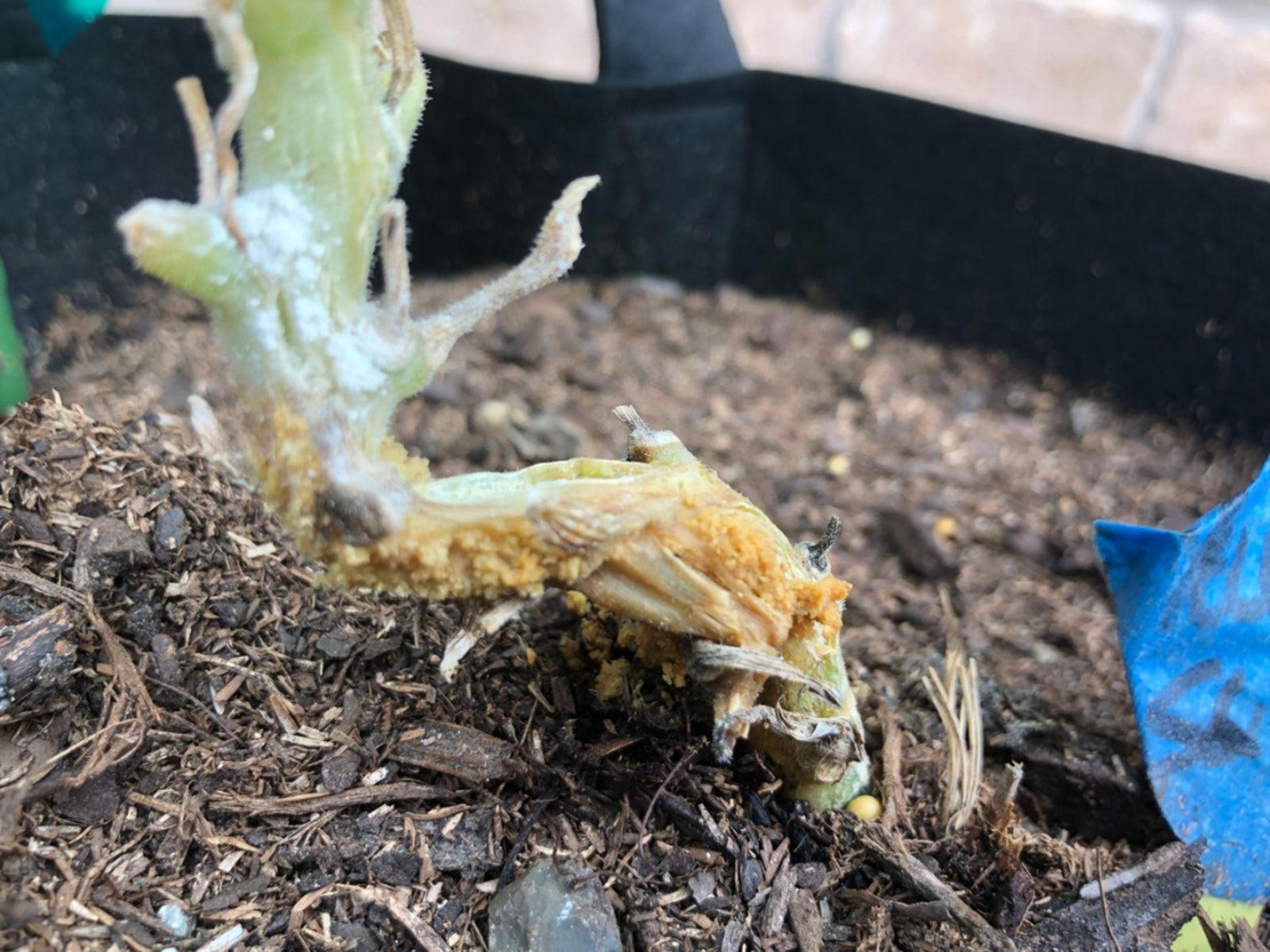 Damage To A Squash Plant From A Vine Borer 