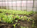 Mesclun Greens Growing In A Greenhouse