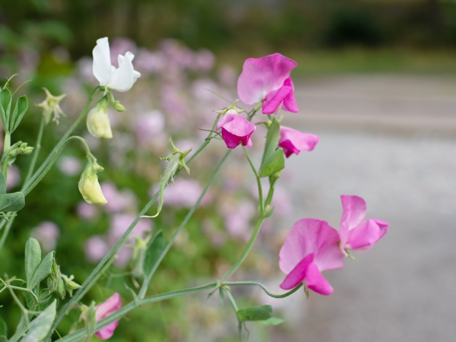 Sweet Pea Flower Images
