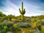 A Saguaro Cactus In The Landscape