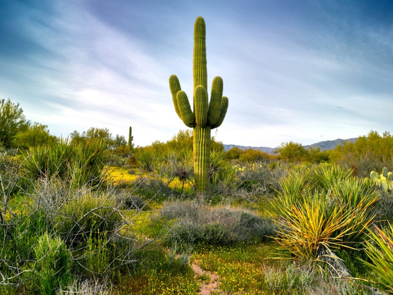 Growing Saguaro Cactus Information On Saguaro Cactus Care