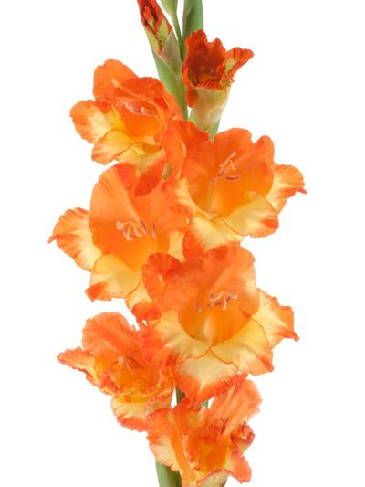 Orange Gladiolus Plants