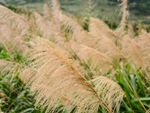Feathery Japanese Silver Grass