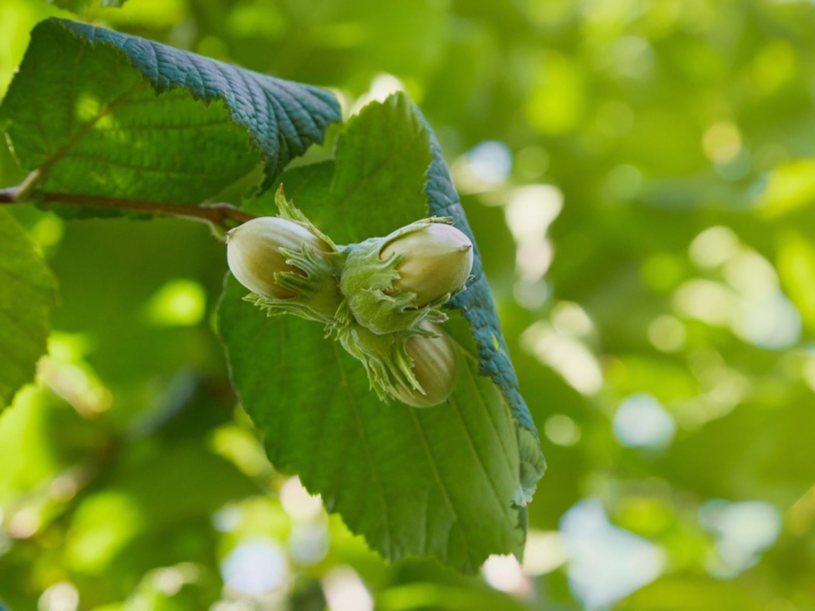 hazelnut care - learn more about growing hazelnuts and filberts