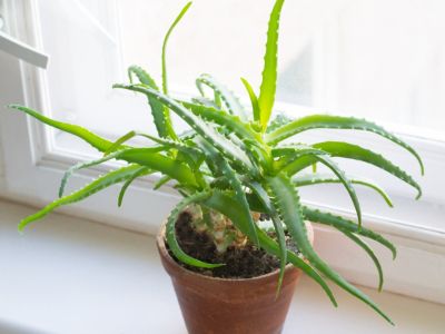 Indoor Potted Houseplant On The Windowsill For High Light