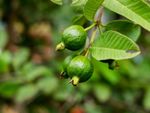 Heat Tolerant Fruit Tree WIth Green Fruits