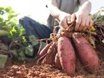 Harvesting Sweet Potatoes From The Garden