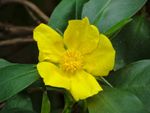 Yellow Hibbertia Flower