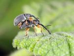 Hollyhock Weevils