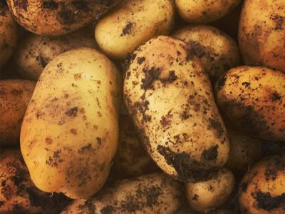 New Potatoes From The Garden