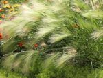 Long Southwestern Ornamental Grass