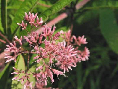 Pink Flowering Joe-Pye Weeds