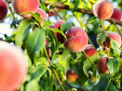 Peach Trees Full Of Fruit