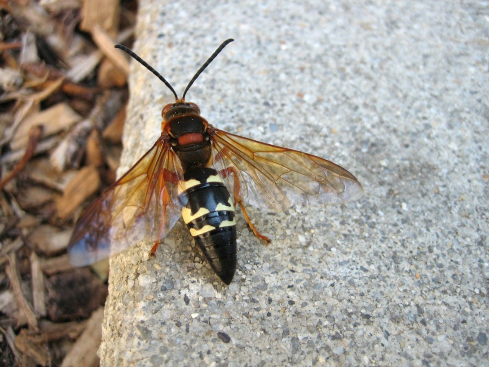 killer wasp