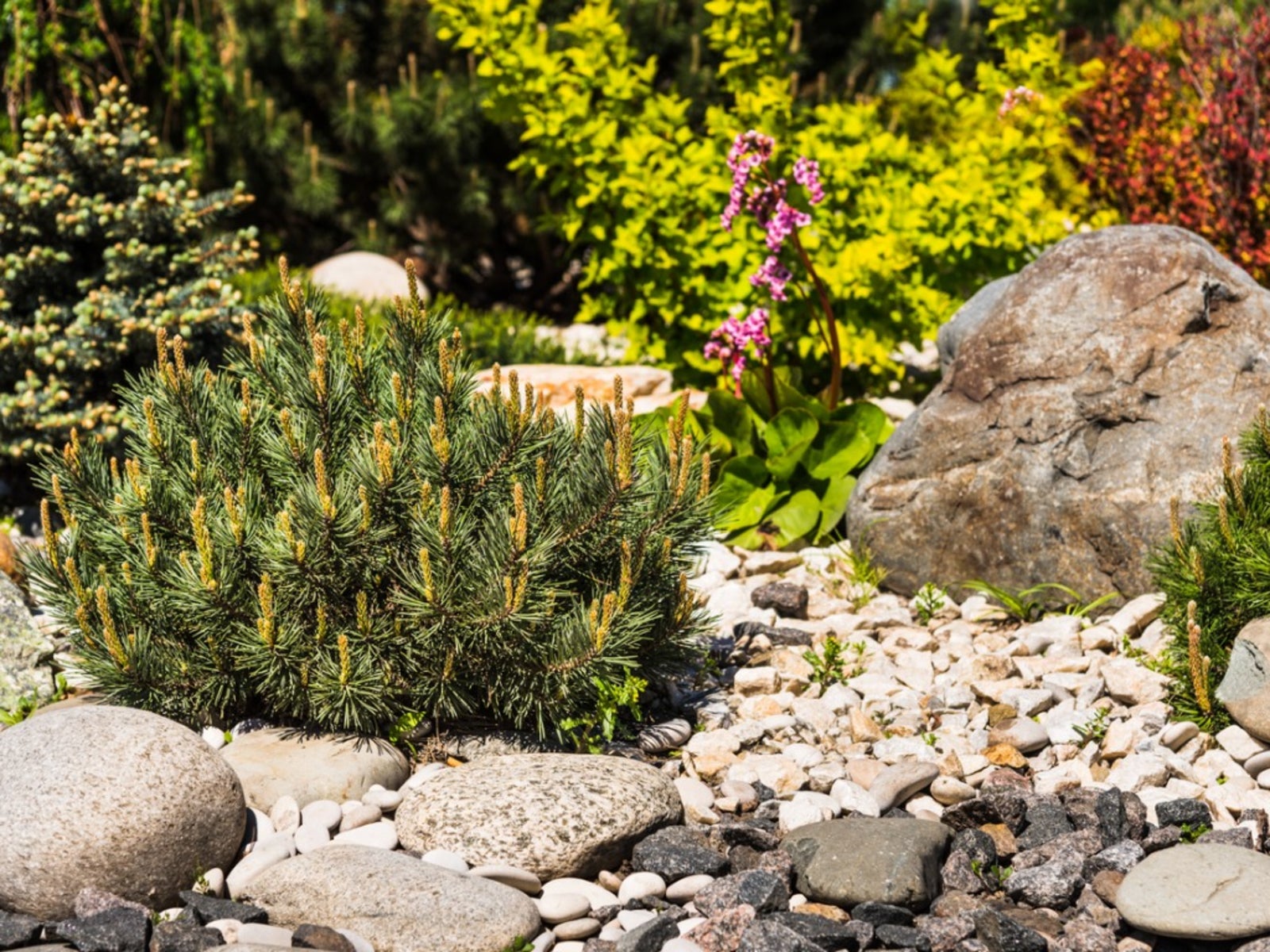 Flowers And Plants For Rock Gardens   How To Design A Rock Garden