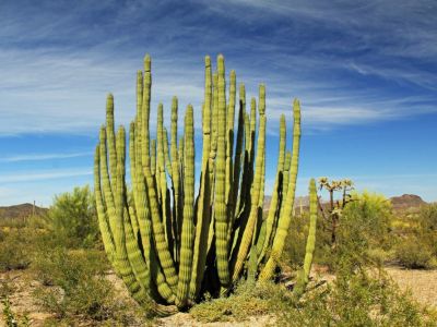 Organ Pipe Cactus In The Desert