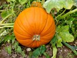 Large Pumpkin In The Garden