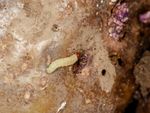Tuberworm On A Potato