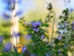 Tiny Purple Flowers On Calamint Herb Plants