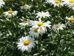 White Oxeye Daisy Plants