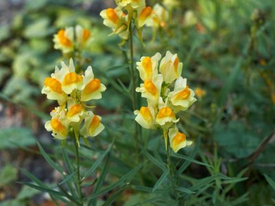 Yellow Flowering Toadflax Plants