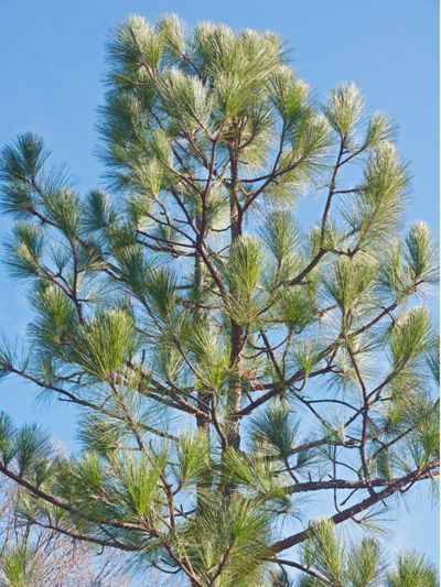 Longleaf Pine Tree