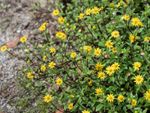 Yellow Flowering Creeping Zinnia Plants