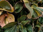 Acalypha Copper Leaf Plants