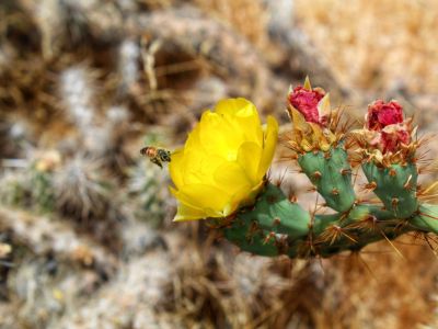 A Cactus In A Desert Pollinator Garden