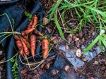 Uprooted Baby Carrots In The Garden