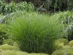 Tall Grass Growing In Clay Soil