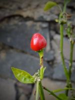 Red Pequin Pepper