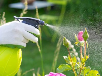Flowers Being Sprayed With Insecticide