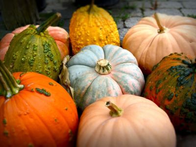 Variety Of Colorful Cucurbits