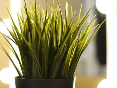 Indoor Potted Grass Houseplant