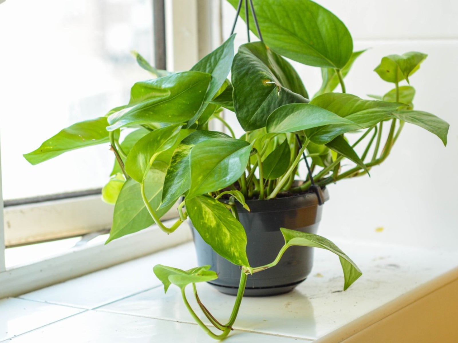 Pothos And Pets: Is Pothos Toxic To Dogs And Cats