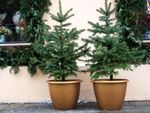 Container Grown Evergreen Plants