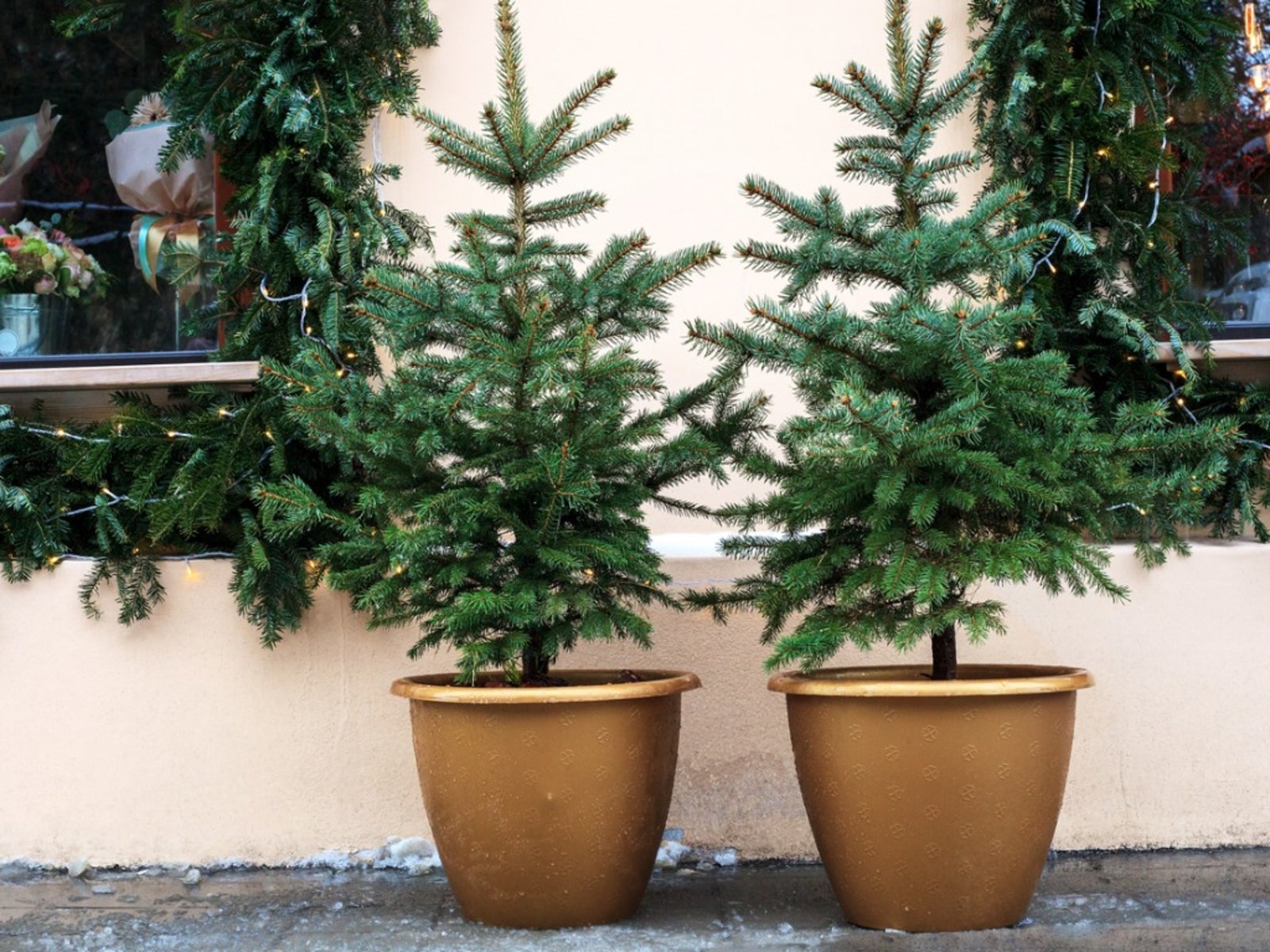 Best Soil for Pine Trees in Containers 